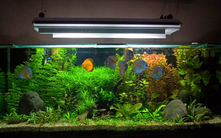 Los mejores peces para tener en casa si eres principiante en la acuariofilia
