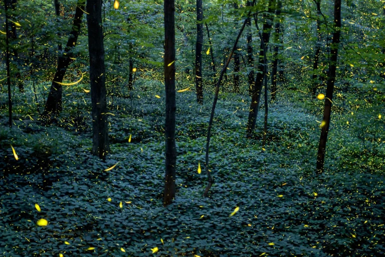El espectáculo natural más mágico de México regresa a Tlaxcala con miles de luces en el bosque