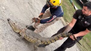 ¿Mascota abandonada o tráfico ilegal? Investigan origen de cocodrilo hallado en Coyoacán