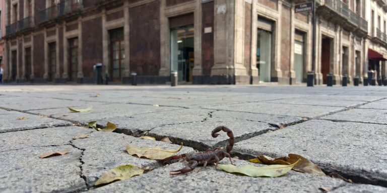 Alerta por aumento de alacranes en 5 alcaldías de CDMX