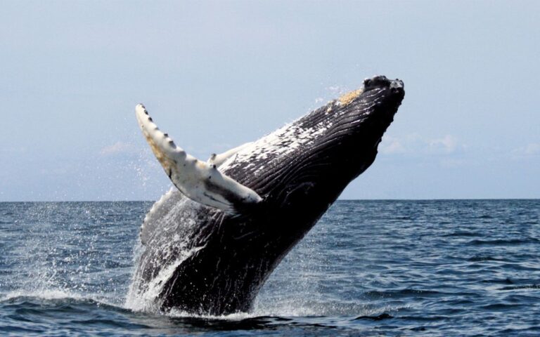 Islandia reanuda la caza de ballenas tras dos años de pausa mientras crece la presión para prohibirla