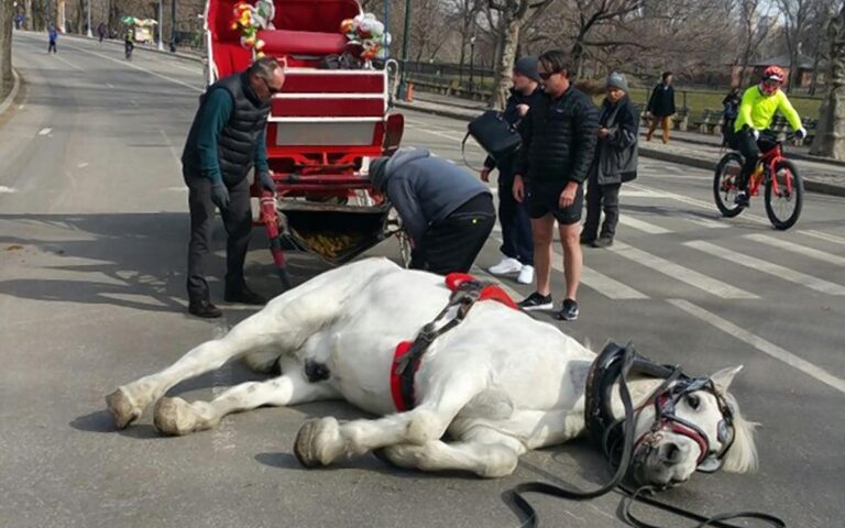 Tragedia en Central Park: suspenden paseos en carruajes tras la muerte de un turista de 18 años