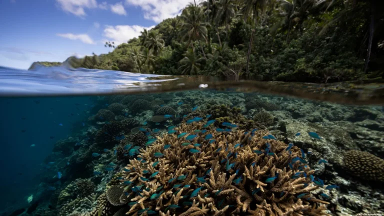 Descubren vastos refugios de coral capaces de resistir el cambio climático