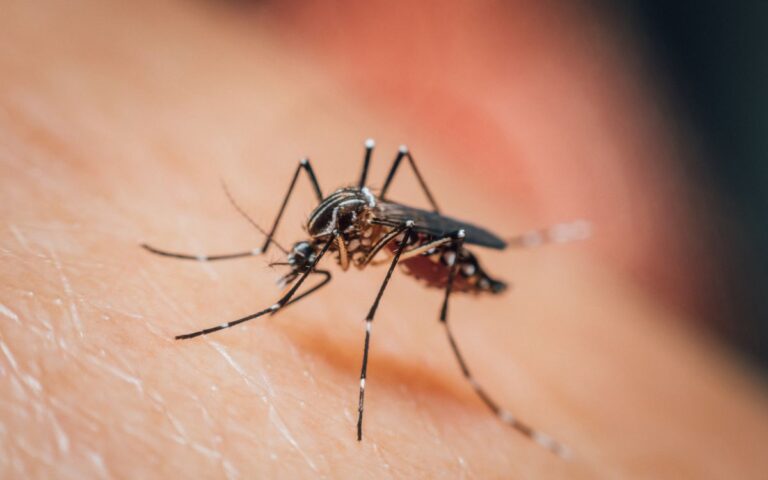¿Por qué los mosquitos pican más a unas personas que a otras? La ciencia tiene la respuesta