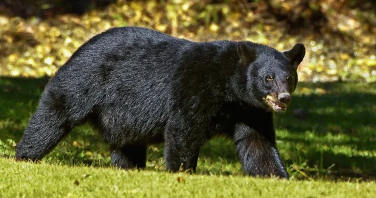 Más de la mitad de los mamíferos del mundo ya están registrados en iNaturalist: así ayuda la ciencia ciudadana a proteger la biodiversidad