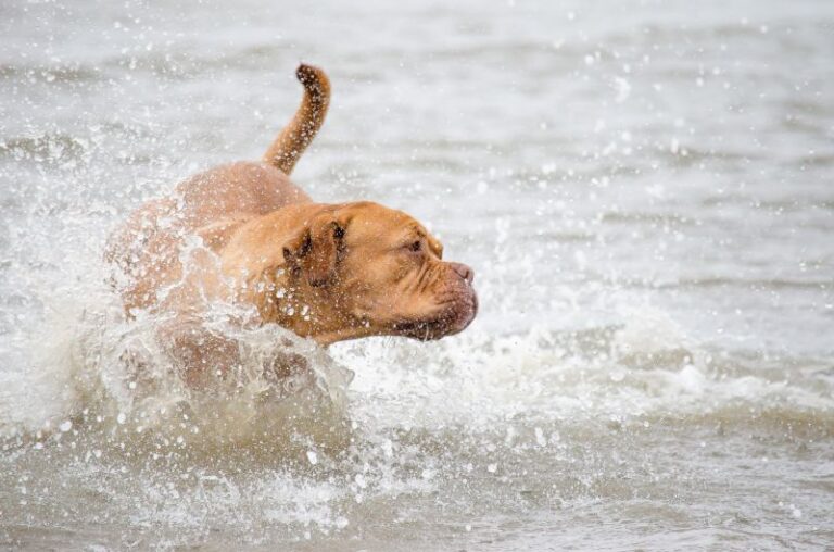 ¿Tu perro es zurdo o diestro? La ciencia descubrió que también tienen una pata favorita