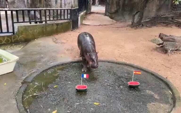 Moo Deng vuelve a hacer su predicción: el hipopótamo viral apuesta por una final entre Francia e Inglaterra