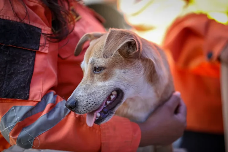 Mascotas también son víctimas del desastre en Venezuela: refugios están al límite tras los terremotos
