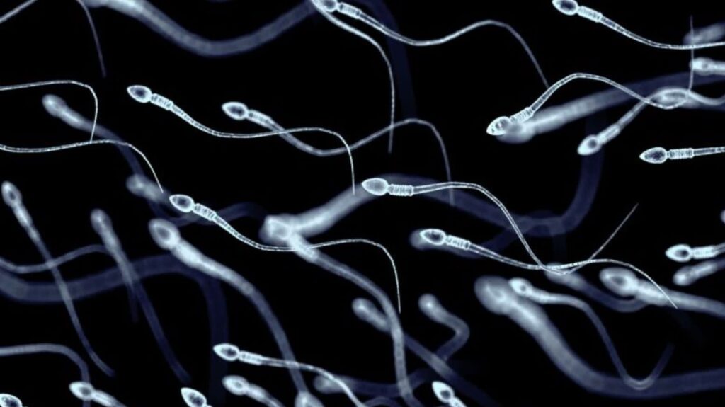 Científicos logran crear espermatozoides humanos inmaduros en un avance que podría transformar el estudio de la infertilidad