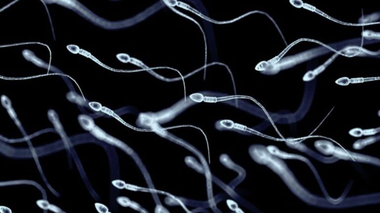 Científicos logran crear espermatozoides humanos inmaduros en un avance que podría transformar el estudio de la infertilidad