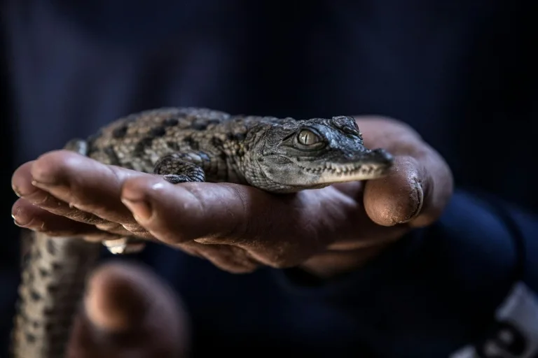 Diez cocodrilos del Nilo nacen de forma natural en Francia por el calor extremo