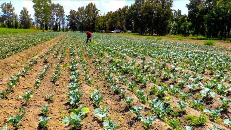 Productores del Suelo de Conservación mostrarán sus productos en INGREDIENTE 2026