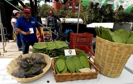 Nopal, tradición y campo: CDMX prepara la Feria del Nopal 2026