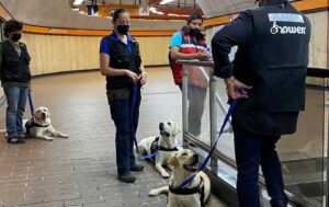 ¿Mascotas en el Metro? Congreso de CDMX propone permitir su acceso al transporte público