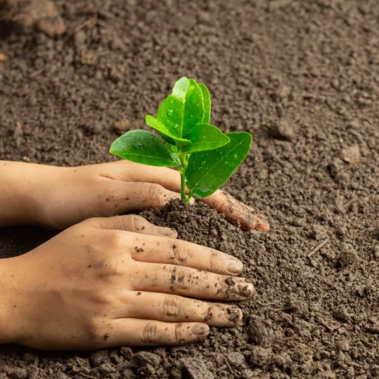 Ante el aumento del calor, CDMX prepara reforestación urbana con 500 mil árboles