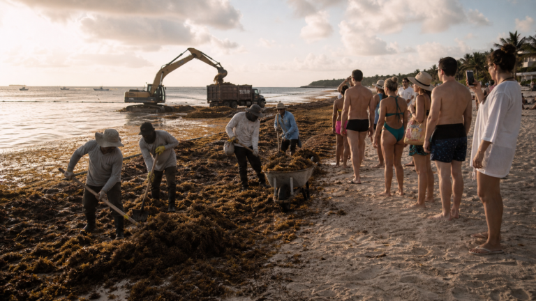 Sargazo en Quintana Roo: ¿qué verá tu familia en la playa este verano?