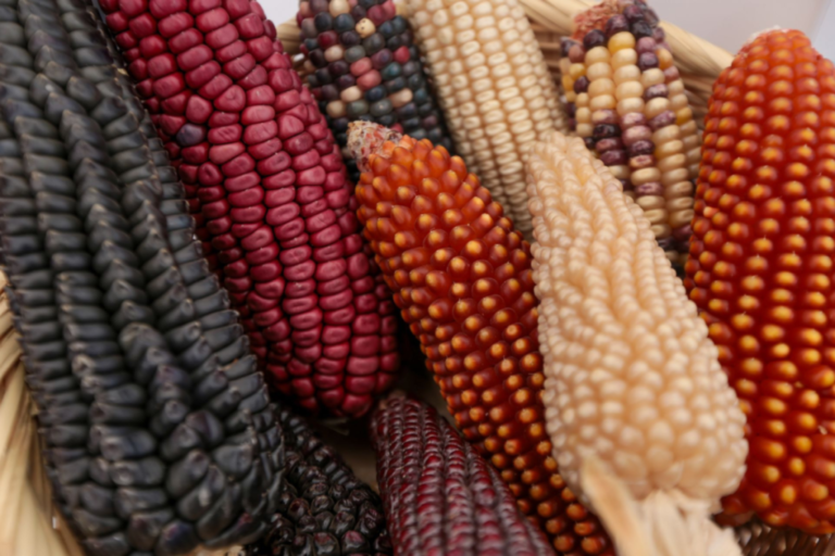 Feria del Maíz en Los Pinos: sabores, semillas y saberes que mantienen viva la milpa