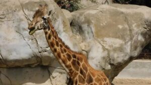Muere Fortunata, la jirafa más longeva de Chapultepec