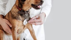 Veterinarias gratis o a bajo costo en CDMX: dónde llevar a tu perro o gato