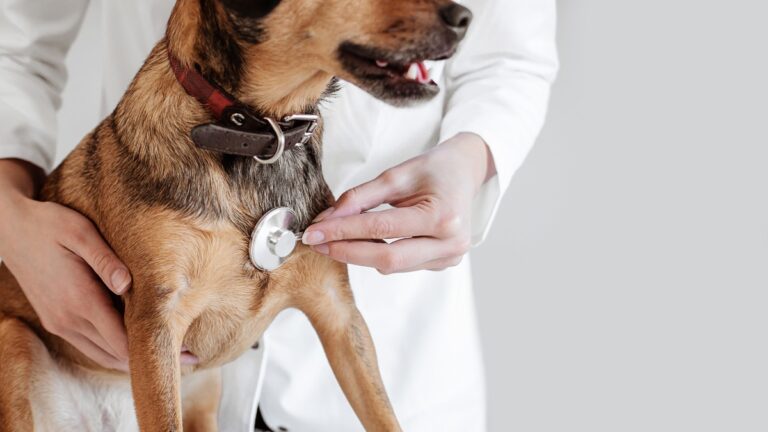 Veterinarias gratis o a bajo costo en CDMX: dónde llevar a tu perro o gato
