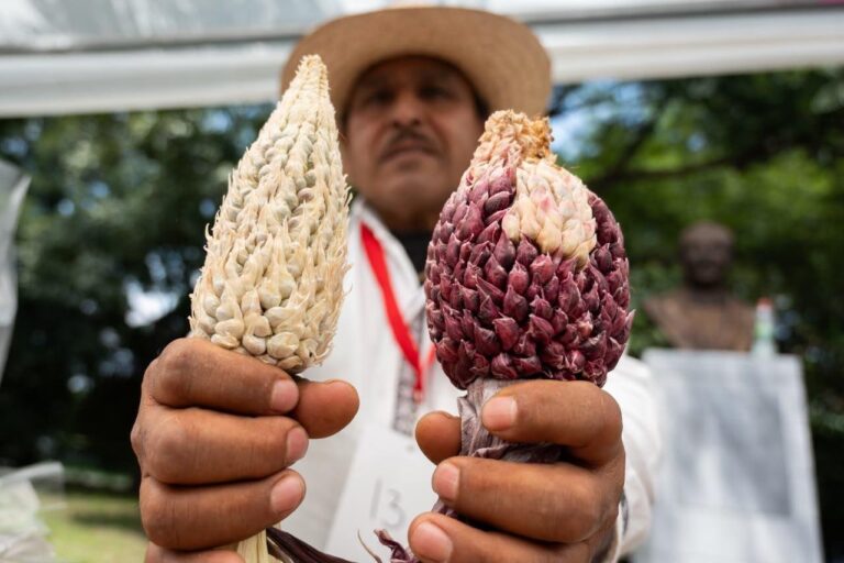 ¿Por qué el maíz es clave para la soberanía alimentaria? Sedema lo lleva a Chapultepec