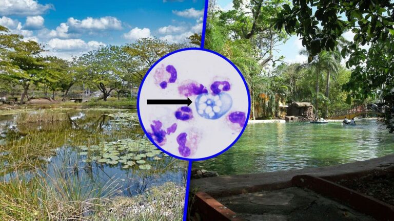 Clausuran 6 lagos artificiales en Mérida por ameba comecerebros Naegleria fowleri