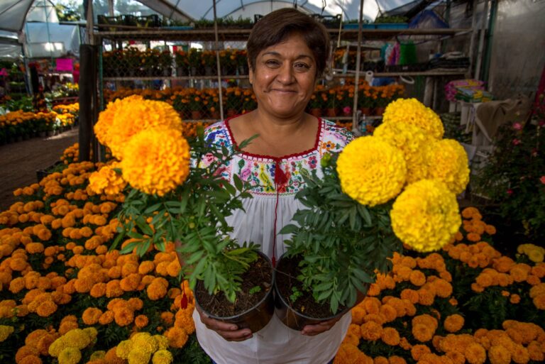 Crece 66% la producción de cempasúchil en CDMX; alcanza 10 millones de plantas