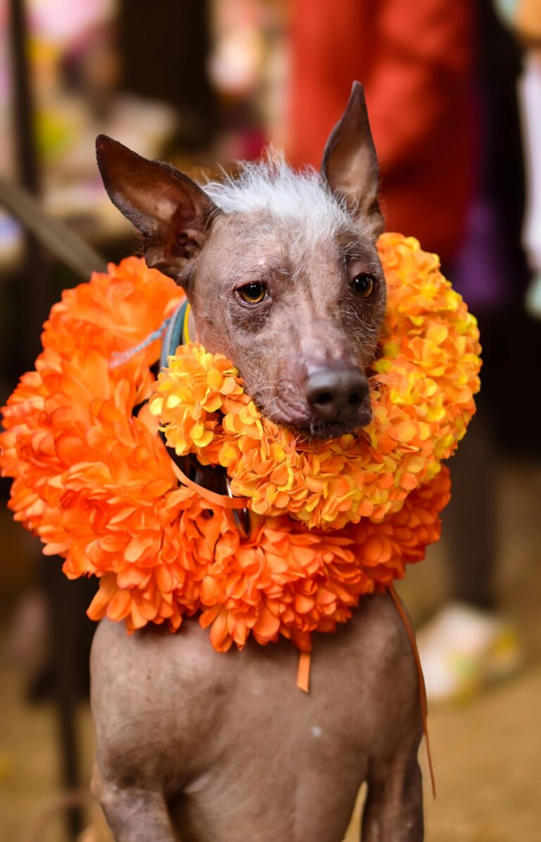 ¿Qué hacer en CDMX por Día de Muertos? Llega el Festival del Xoloitzcuintle