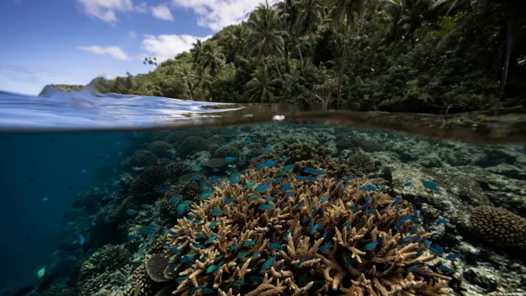 El 44% de los corales constructores de arrecifes está en riesgo de extinción por el cambio climático