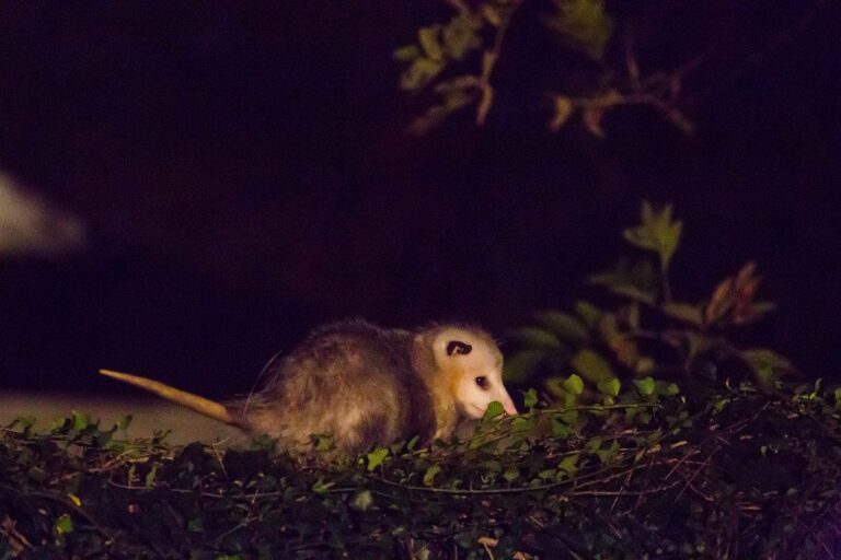 Festival Guardianes de la Noche llegará a Puebla con talleres, arte y actividades para descubrir la fauna nocturna