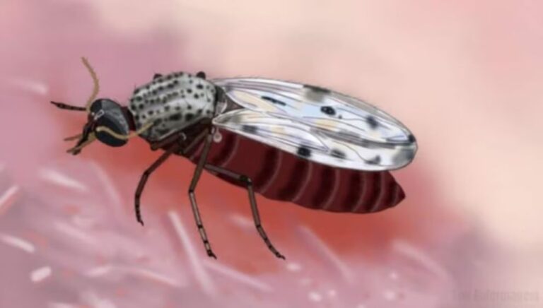 ¿Qué es el virus Shamonda? Francia registra el primer caso humano